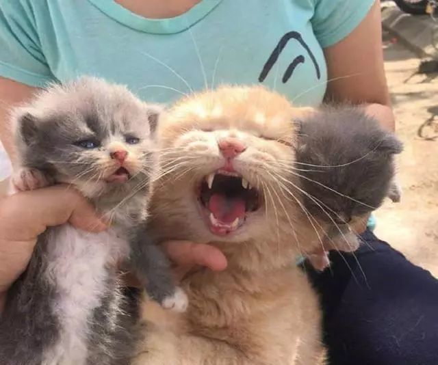 邻居带小奶猫上门认亲，大橘一脸生无可恋，大橘：你听我解释啊！