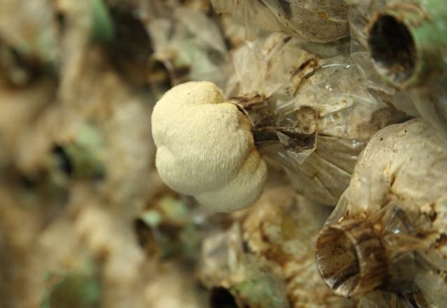 胃癌|38岁女子确诊胃癌，半年后离世，提醒：这些食物少吃，伤胃不浅