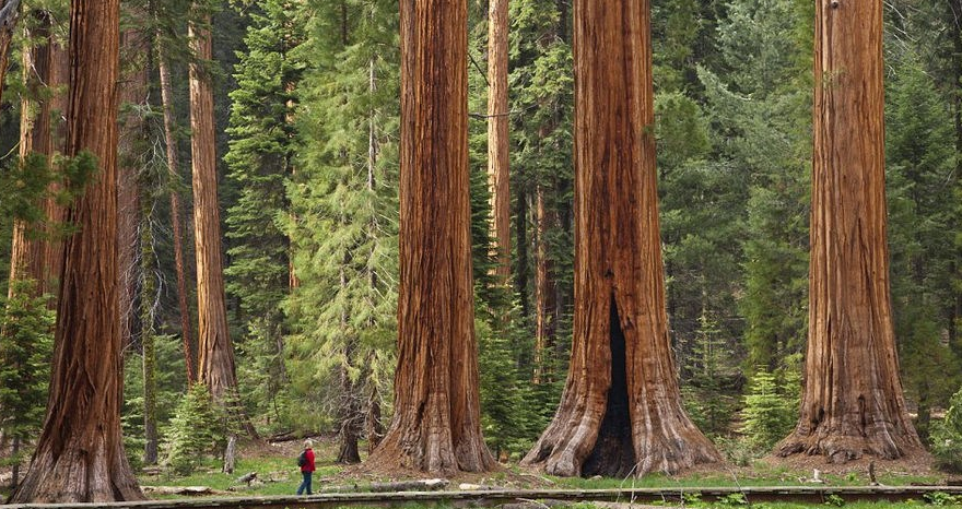 [西双版纳]一叶王莲做轻舟！云南西双版纳王莲竟可以托起傣族成年美女（图）