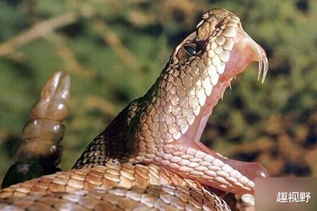 毒蛇|3种把蛇当做零食吃，征服眼镜蛇王不用5分钟，中毒睡一觉就好了