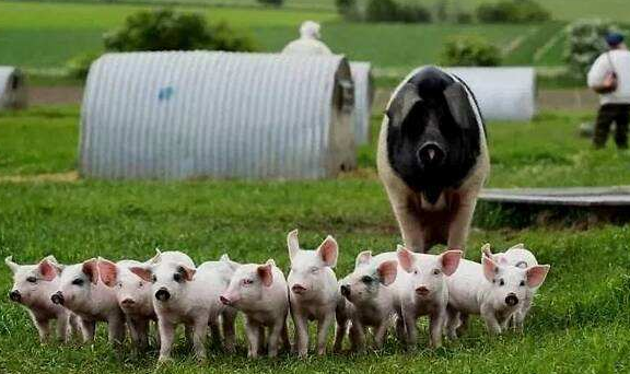 猪肉|世界猪肉出口第一国：三个人可养一万头猪，年出口量3000万吨