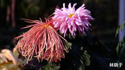 运势|10月3号开始运势飚旺，生意有财神，事业有贵人，要发达的生肖