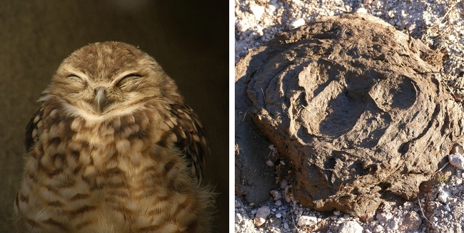 「蜘蛛」难得一见的10种动物，倒数第二种，竟然是跨越种族的同居生活！