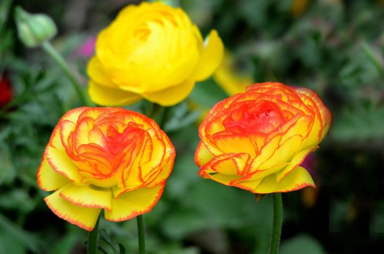 生肖|9月开始,旧爱回头,真爱依旧,执子之手,与子偕老的四大星座