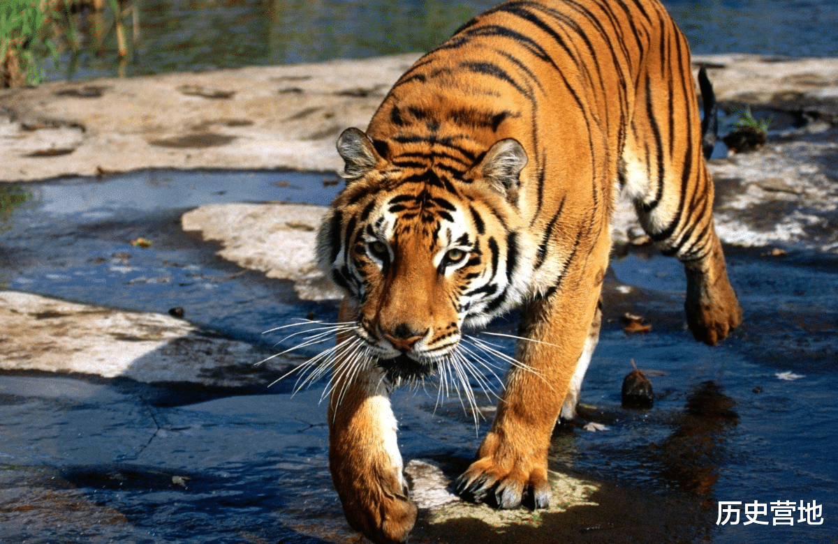 汉武帝|汉武帝嫌进贡的动物长得丑，将其扔笼子里喂老虎，老虎却伏地不起