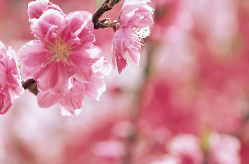 【生肖】未来一个月，3大生肖贵人运来袭，接住好运，财运越来越旺！