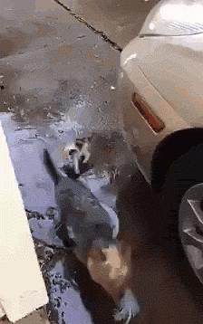 怕主银不够吃，主动加餐的汪汪