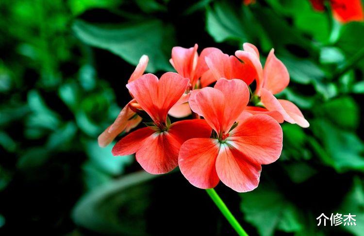 巨蟹座|下个月开始，拿起容易，放下太难，剪不断前缘的4大星座