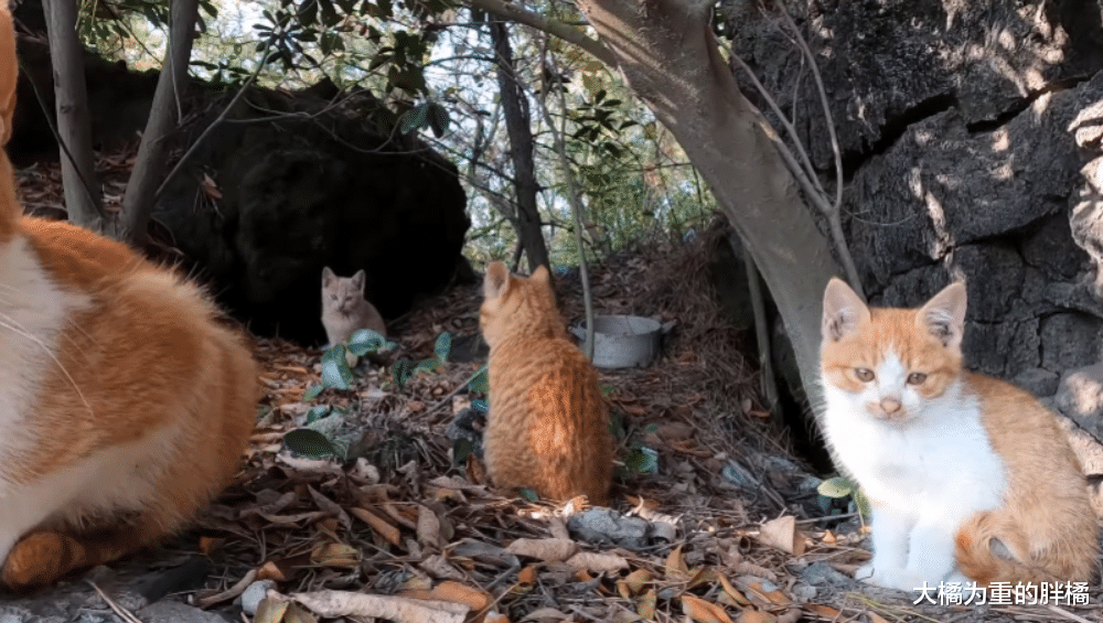 爬山时偶遇一窝流浪猫，大叔本想顺走小麻猫，下山后却被猫妈阻拦