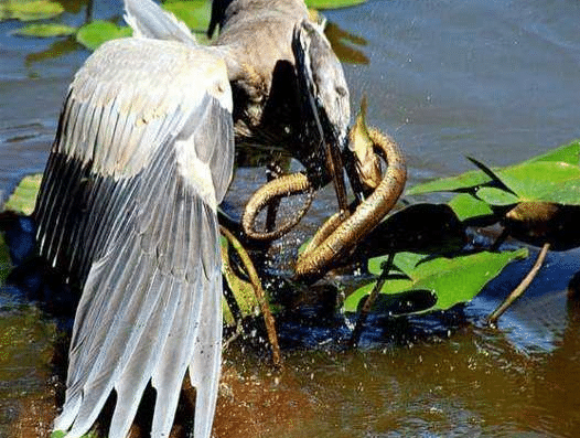 [蜜獾]世上五大敢吃蛇的动物， “平头哥”征服眼镜王蛇不需五分钟！