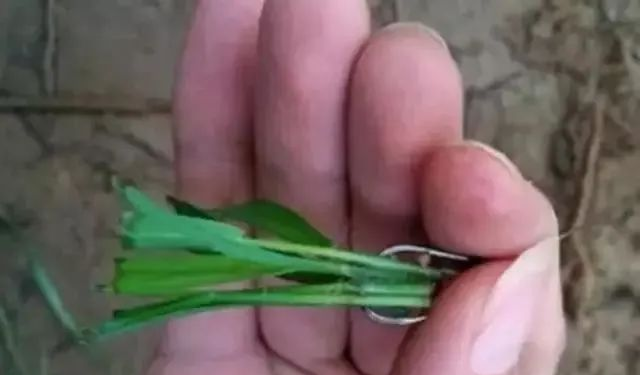 「鳊鱼」钓鱼打窝的方法与步骤——盛世三渔