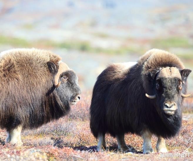 北极▲全球蚊子密度最大的地区，零下也能存活，动物们反倒遭了殃！