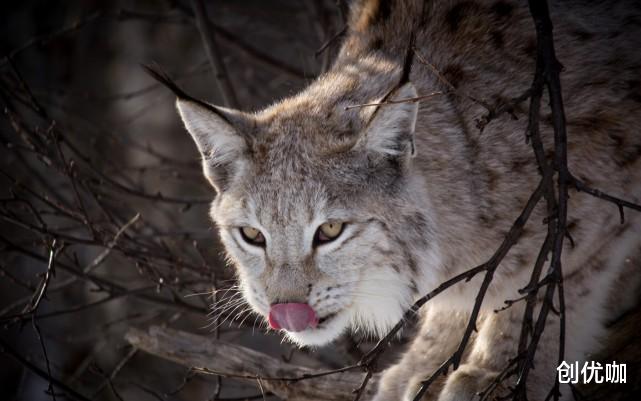 处女座|2020年底，鱼跃龙门，苦尽甘来，四方来财，八方来福的3个星座