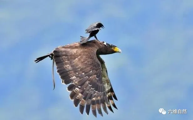 |一蛇雕爪下捉住蛇,头部却被卷尾鸟猛踩,是弃蛇驱鸟或舍弃尊严?