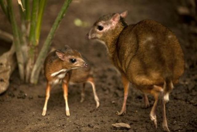 袋鼠|世界之最——动物之最（2）