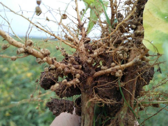 |揭秘豆科植物的真面目，它是彻头彻尾的骗子，靠骗取养分存活