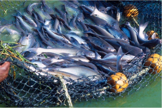 清道夫还没解决，“小鲨鱼”又来入侵中国，吃货：来者不拒