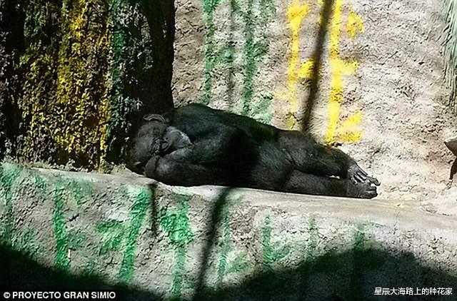 黑猩猩|表面上一夫一妻的动物,私底下混乱不堪!它们无法经受交配的诱惑!