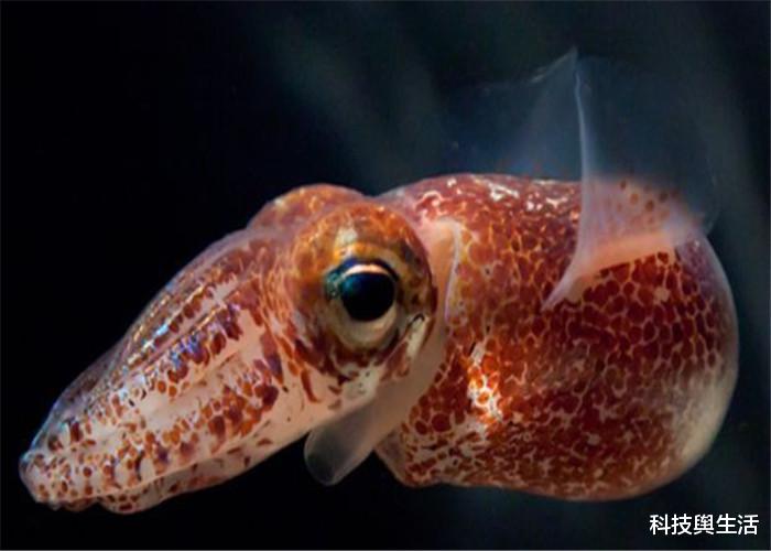 深海区■为何鱿鱼看到人类落水，会用力拖进深海区？真实原因被揭露！