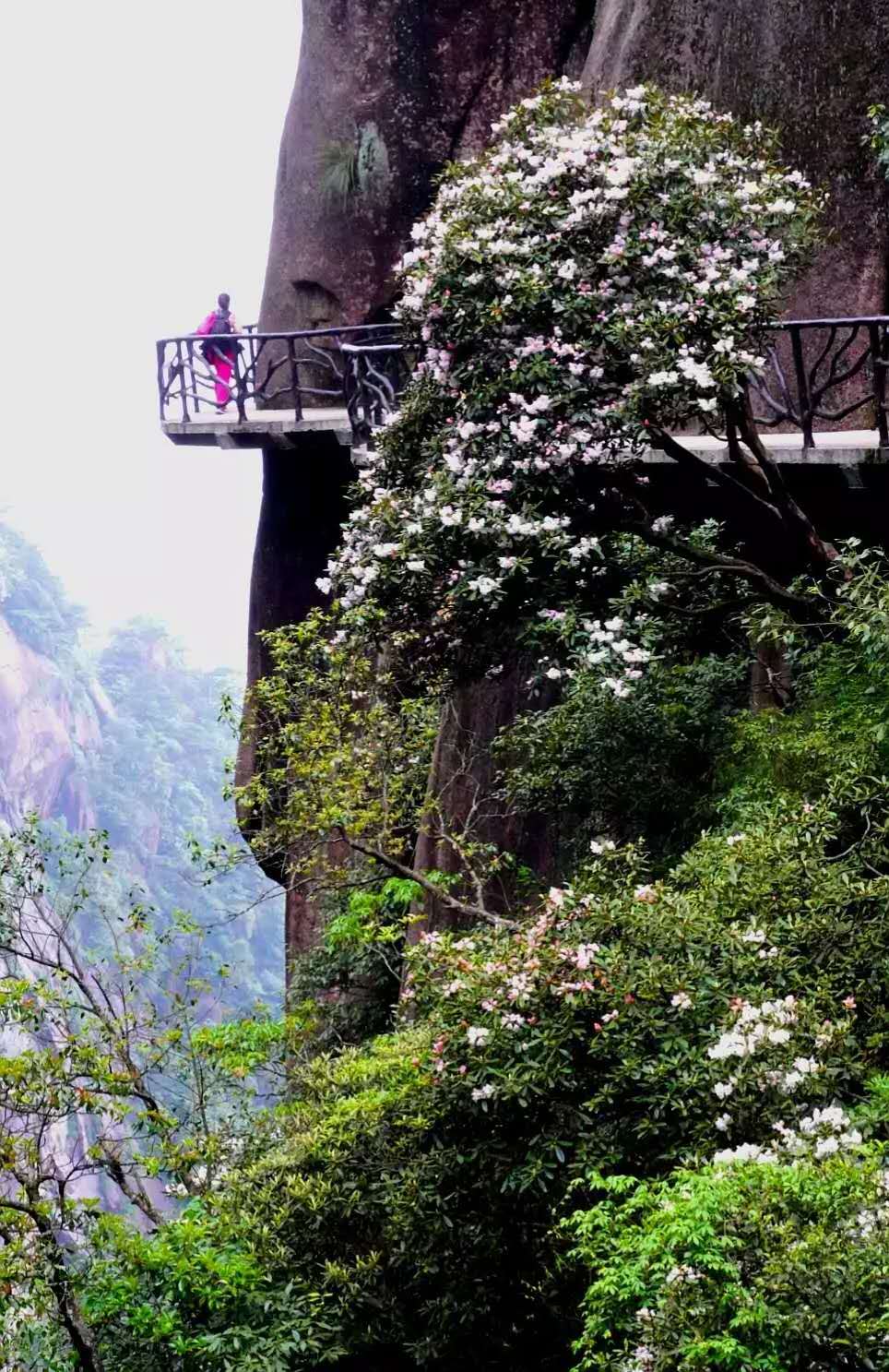 「三清山」这座山怎能这么美？