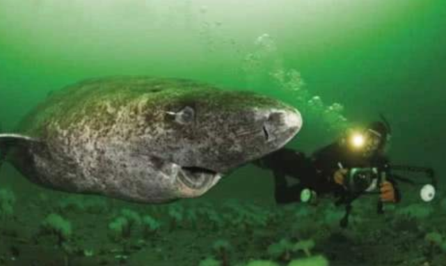 鲨鱼|世界上最孤独的鲨鱼，如今已经512岁，行动缓慢眼睛已经退化