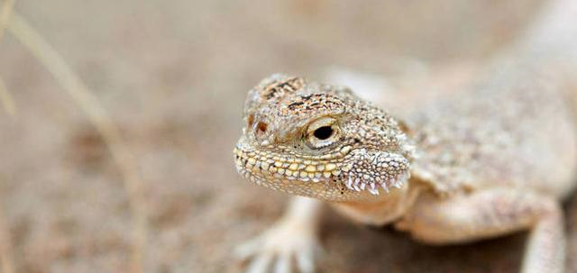 航天@生物学家发现一只蜥蜴，屎量占身体80%，肚子里竟然都是沙子