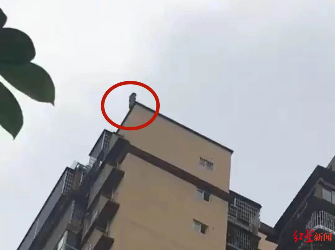 泉城倔三哥|初中生直播同伴跳楼：不停用言语刺激，2小时后女孩坠亡