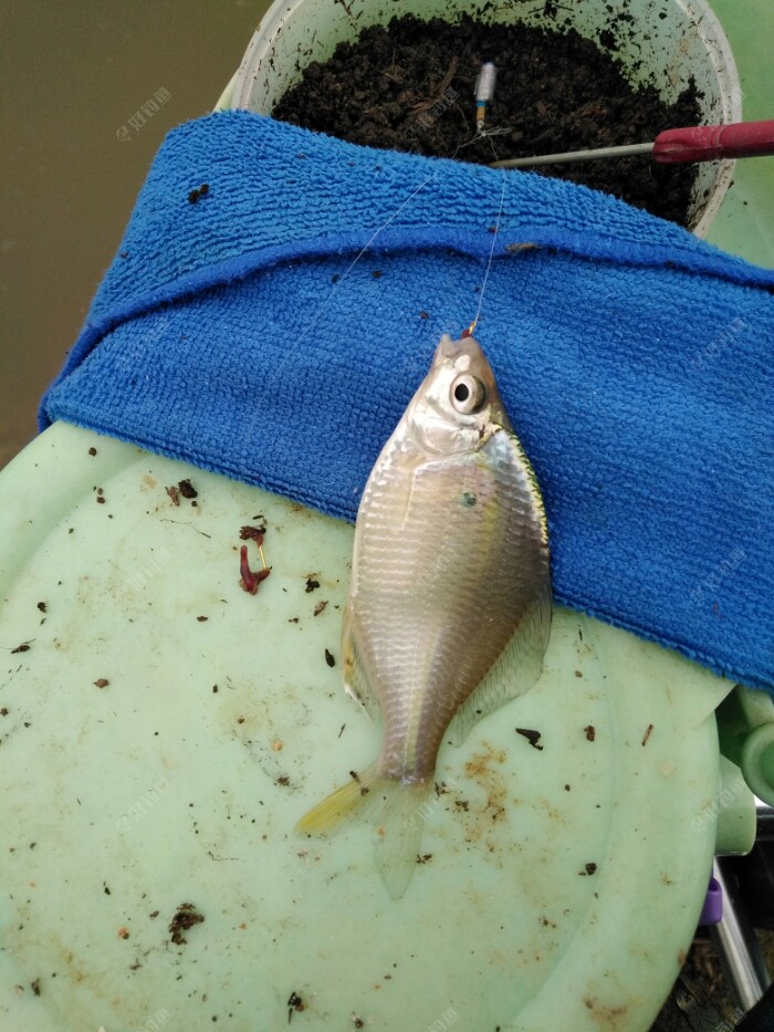 |十一月第一钓，幸未空