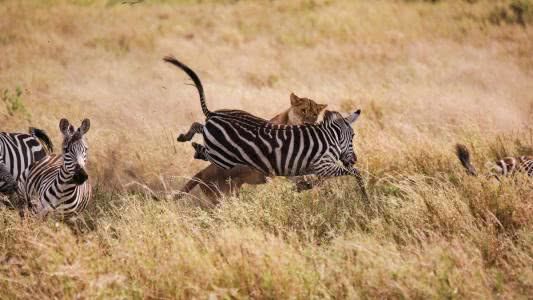 狐狸■为什么地球上越是低级的生物繁殖力就越强，是“谁”在控制它们？
