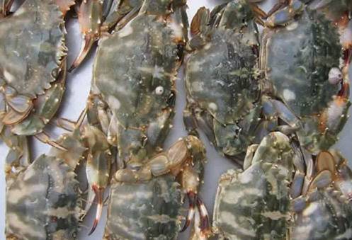 鱿鱼|开海了!这84种海鲜,你都认识吗?