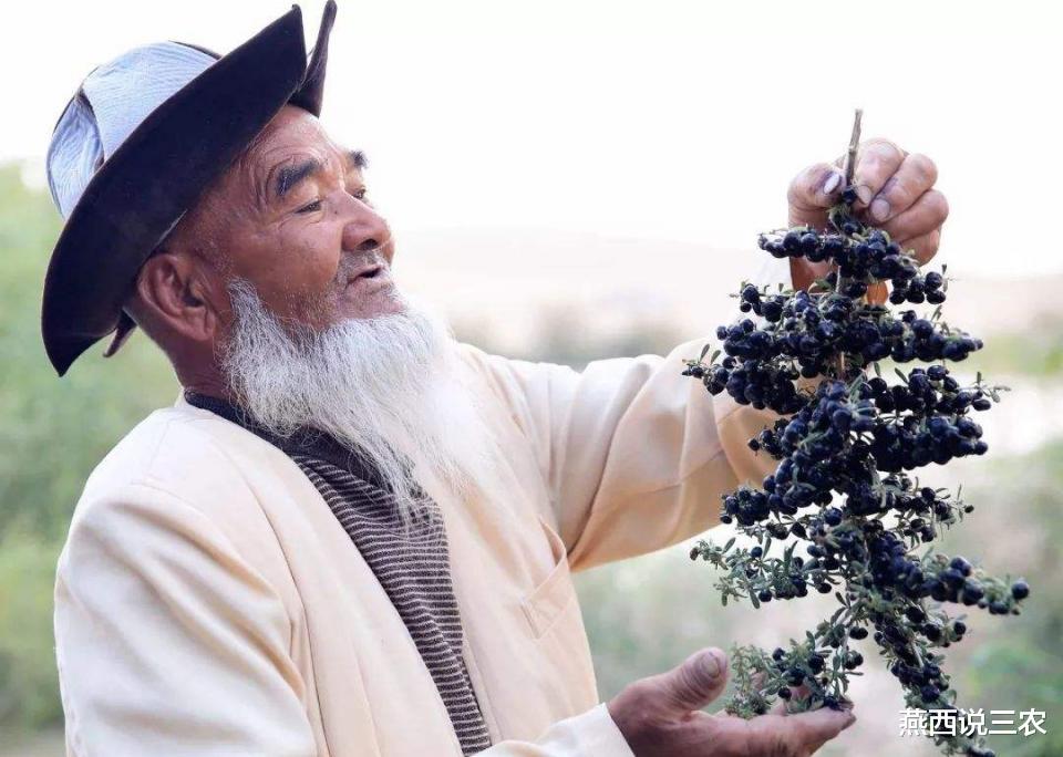 枸杞|因富含花青素被炒到上百元,如今价格一落千丈,农民:本都没回来