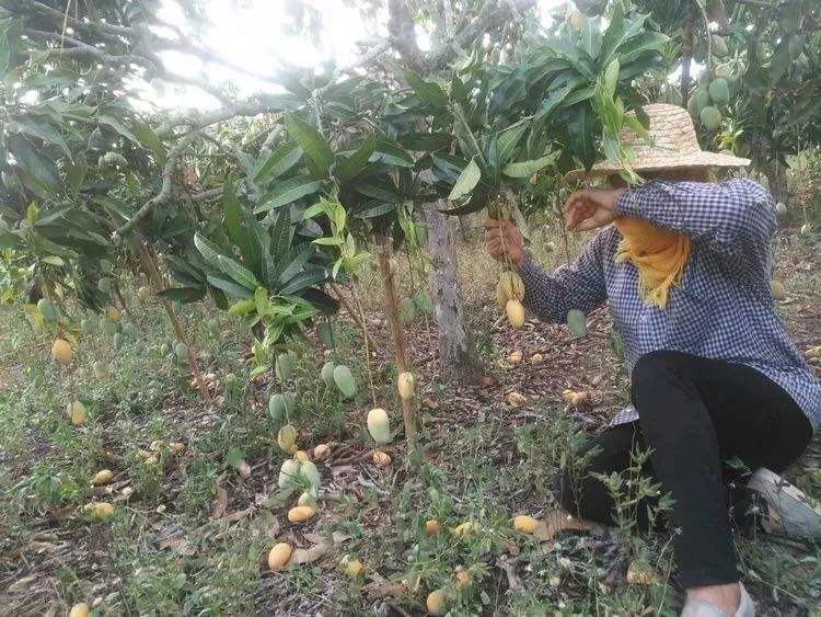 「越南」中国一举收购智利20万吨水果，越南反应最大：那我们的呢？