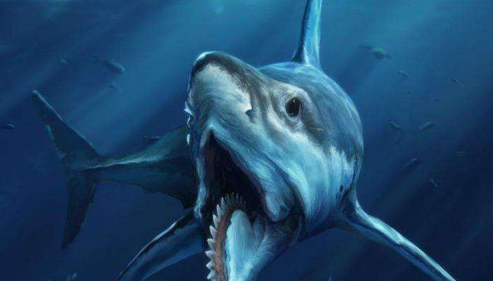 科学家：史上最“妖孽”的鲨鱼，科学家们花100多年都搞不清其造型！