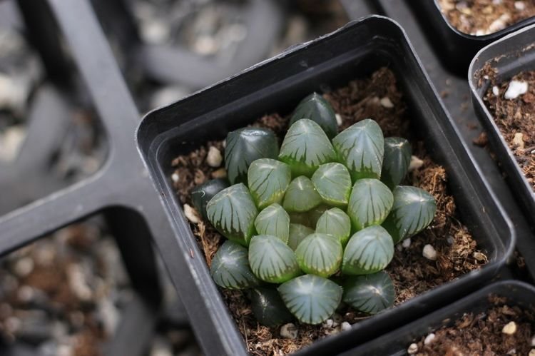 |未来15天，魂牵梦萦，痴情难忘，回首旧爱，真爱再次轮回的四星座