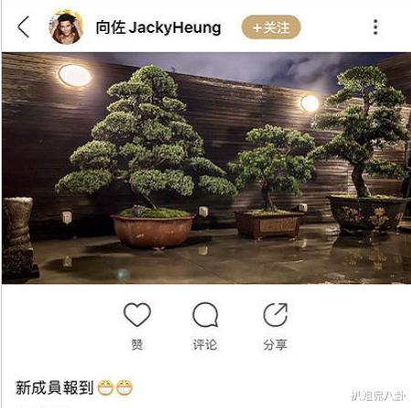 郭碧婷|郭碧婷确认怀孕，挺着8个月孕肚逛街，恭喜向佐当爸爸向太当奶奶