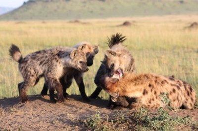 『鬣狗』为什么雄性鬣狗的生活会这么可怜？