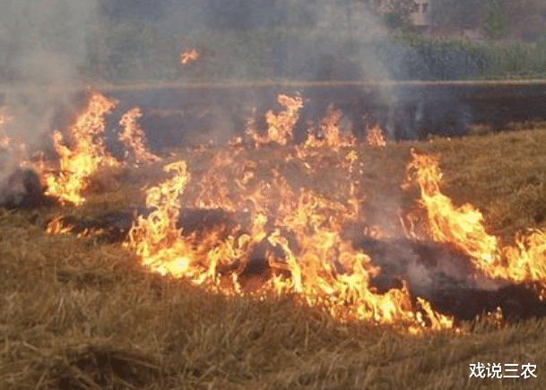[大庆]2020年3大“禁令”现转机，“一刀切”行为遭禁止，农民要开心了