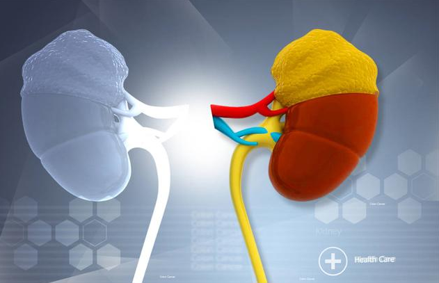 杨桃|男性身上3处毛越浓密，肾脏越健康，若达标，恭喜拥有“黄金肾”