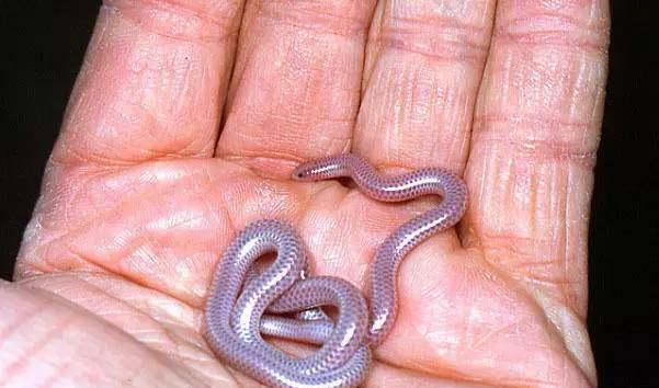 蟒蛇|世界十大最美的蛇,最后一个吓到了