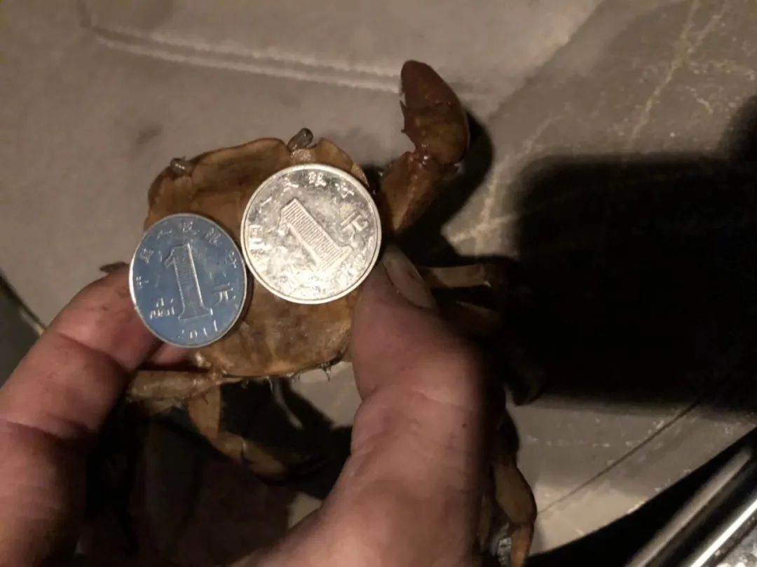 台州|奇观！乐清这个村最近很热闹，连台州人都赶来，甚至夜里开车来玩……