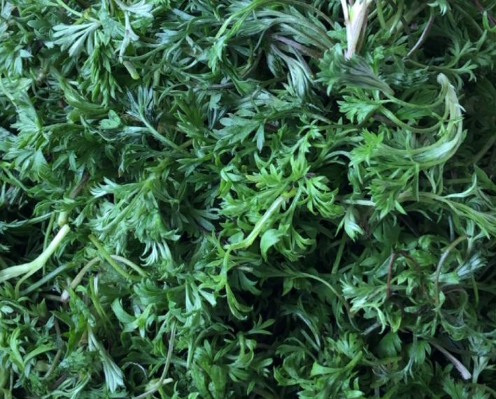 「白蒿」长在路边“护肝菜”,每天吃一盘,排出毒素,口臭消失,肝脏健康了