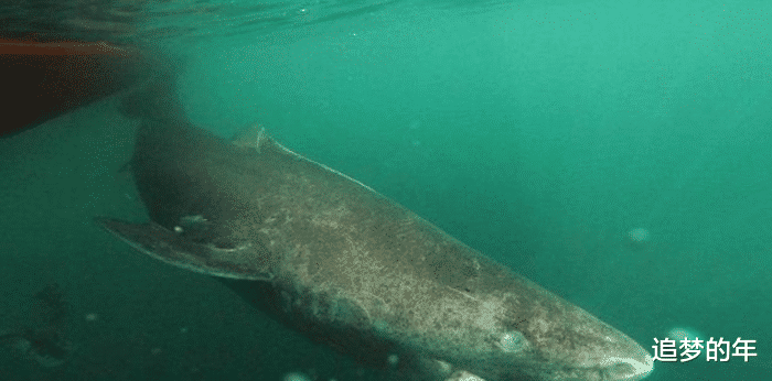 『钻石』世上具有“不死之身”的神秘之物，第三名可再生，第一名已永生