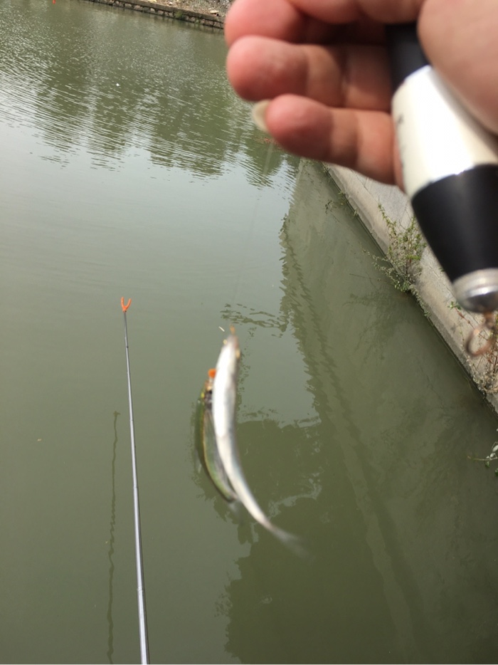 |小白条解毒也快乐