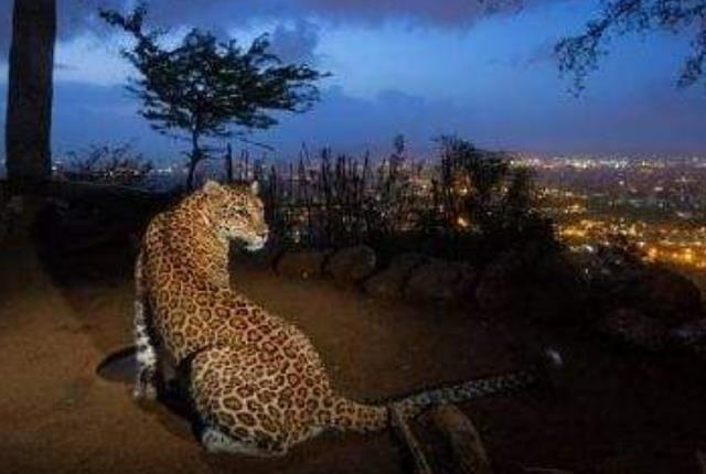 花豹|花豹经常半夜闯入村庄，本以为是想捕猎，真相却让人羞愧不已！