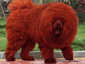 藏獒：高大凶猛，是犬中的王者