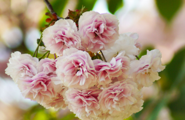 运势|9月中旬此三属相运势大好，财神爷关照，好运连连