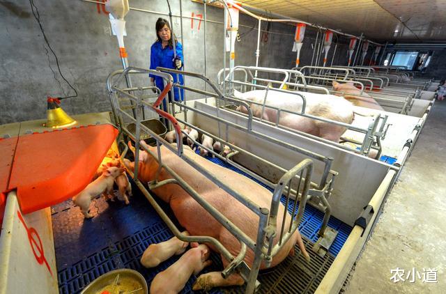 生猪价格@生猪价格“断崖式”下滑,会不会跌到10元大关?看完心里才有底