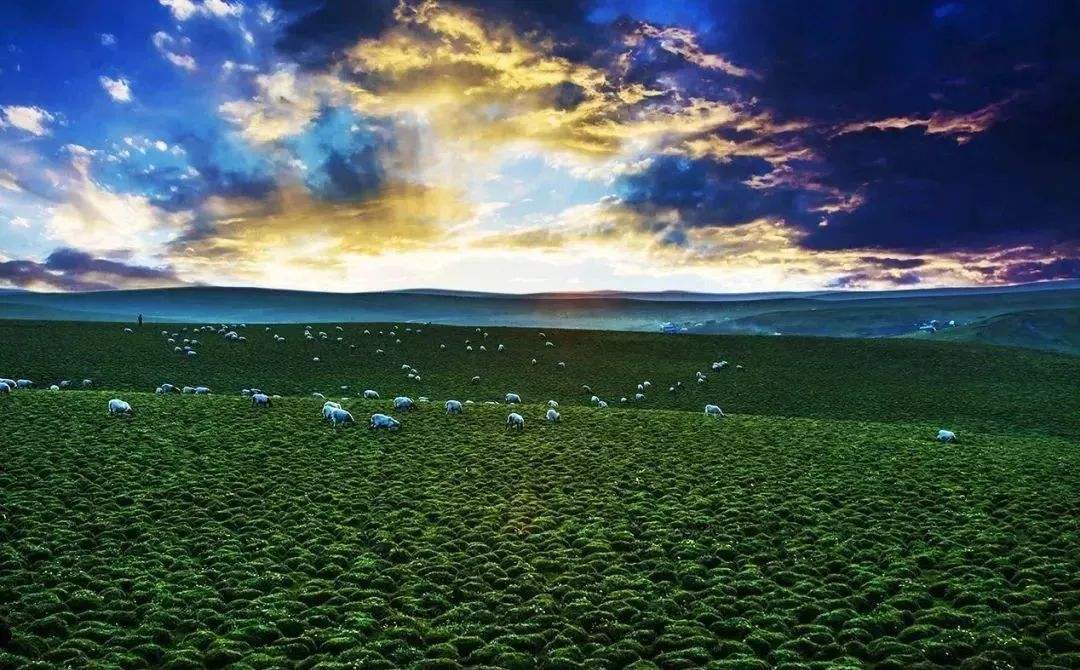 甘南|这些照片，很甘南！