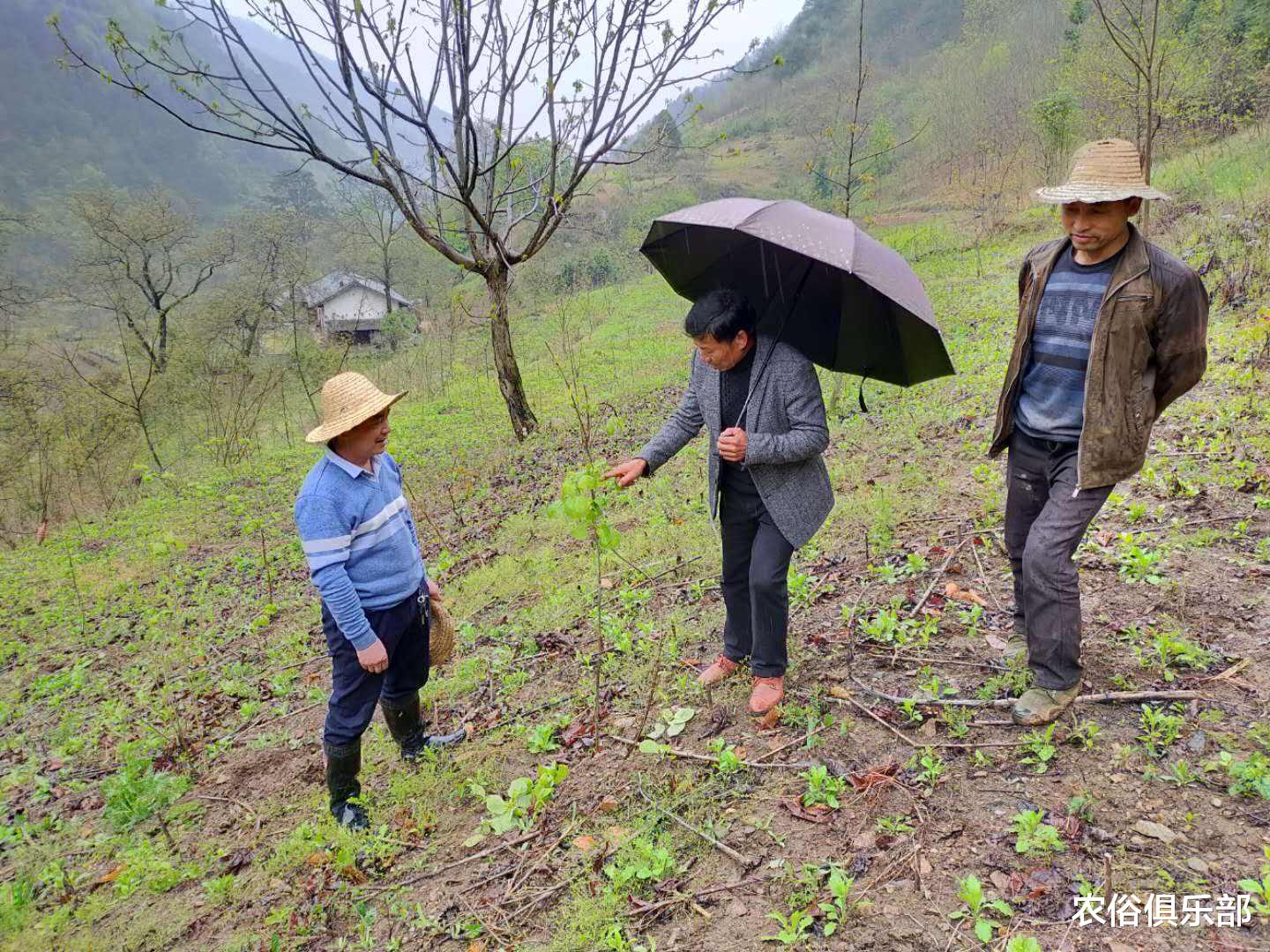 「」厕所和猪圈不能建在屋外？农村这项改造，你们村实现了多少？