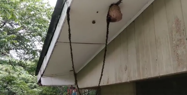 行军蚁|食人蚁真的会吃人吗